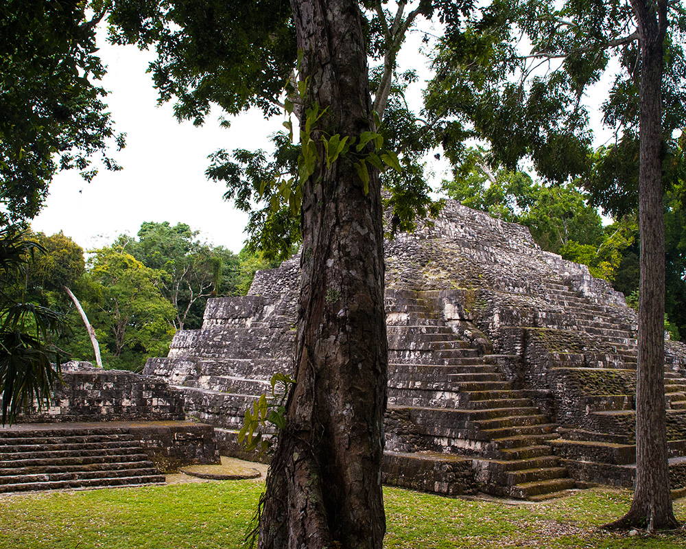 The Tropical Forest Selva Maya